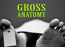 Dr Shapiro returns to Gross Anatomy Podcast